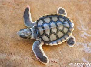 flatback-hatchling-KelliePendoley