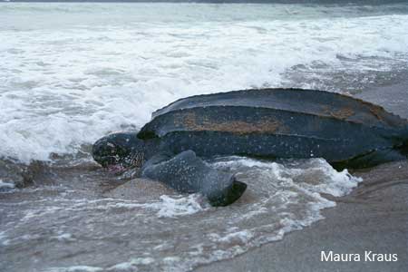 leatherback-pic